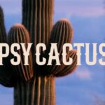 Tipsy Cactus